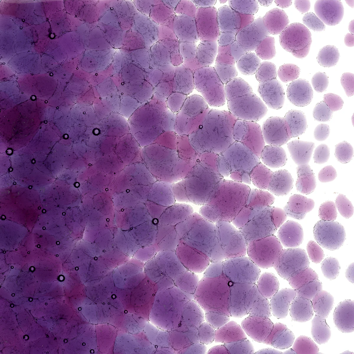 Violet Transparent, Coarse, 1 lb. - Image 2